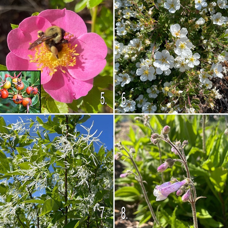 5. Carolina Rose, Rosa carolina (Inset: rose hips appear in the fall). 6. White Potentilla, Potentilla fruticosa 'White Lady' 7. White Fringetree, Chionanthus virginicus (Garden by the main entrance). 8. Northeastern Beardtongue, Penstemon hirsutus.