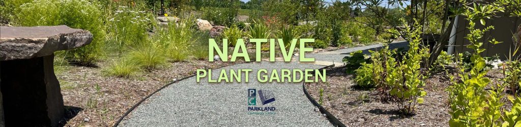 Decorative, Native Plants Blog Banner title.