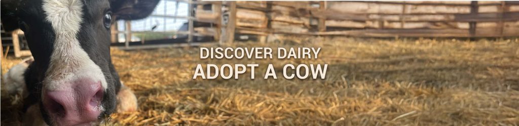 Young calf on a dairy farm representing fresh milk production